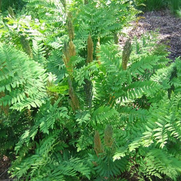 6 X Felce Reale - Osmunda Regalis | Vaso 9Cm X 9Cm-image