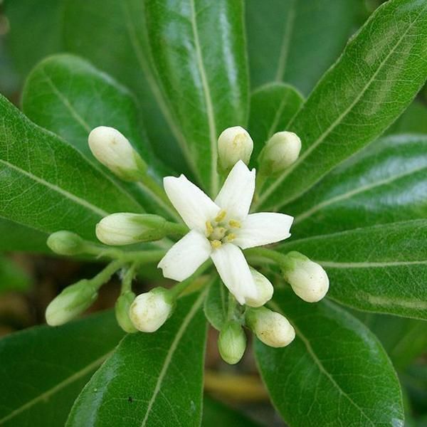 2 X Alloro Australiano - Pittosporum Tobira 'Nanum' | 25-30 Cm In Vaso-image