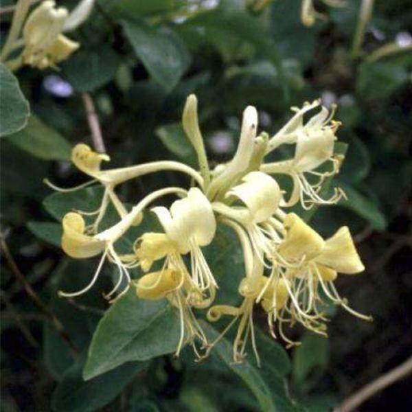 2 X Wald-GeißSchlinge - Lonicera Periclymenum | 50-60 Cm In Contenitore-image