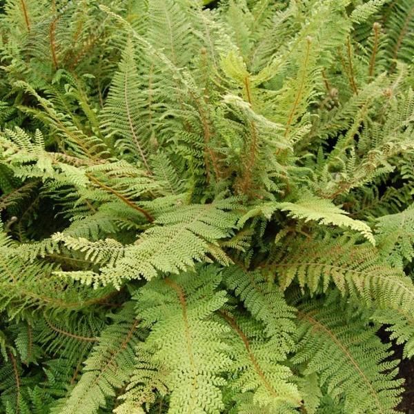 6 X Felce Morbida - Polystichum Setiferum 'Herrenhausen' | Vaso 9 Cm X 9 Cm-image