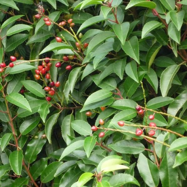 2 X Alloro Portoghese - Prunus Lusitanica | 30-40 Cm In Contenitore-image