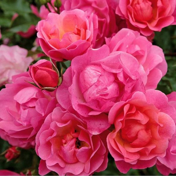 2 X Rosa - Kordes Rigo-Rose - Rosa 'Maxi Vita'®-image