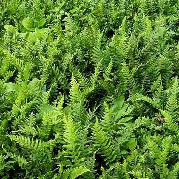 6 X Felce Maculata - Polypodium Vulgare | Vaso 9Cm X 9Cm-image