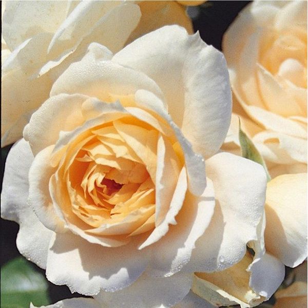 2 X Rosa - Kordes Feenrose - Rosa 'Lions - Rose'®-image