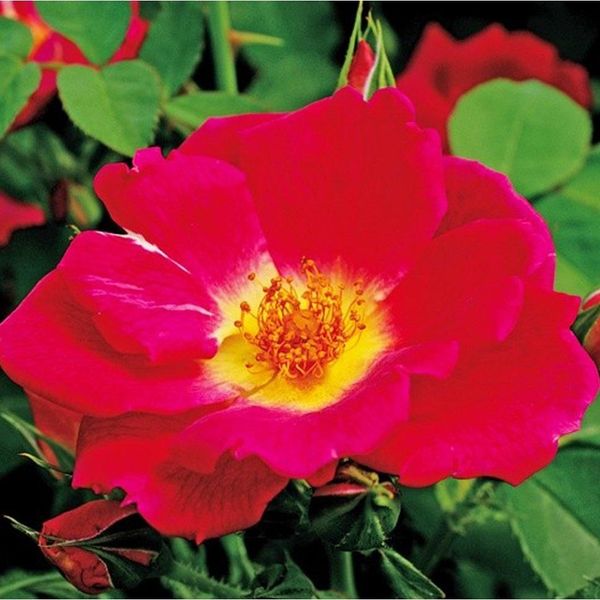 2 X Rosa - Kordes Nektar Rose - Rosa 'Weg Der Sinne'®-image