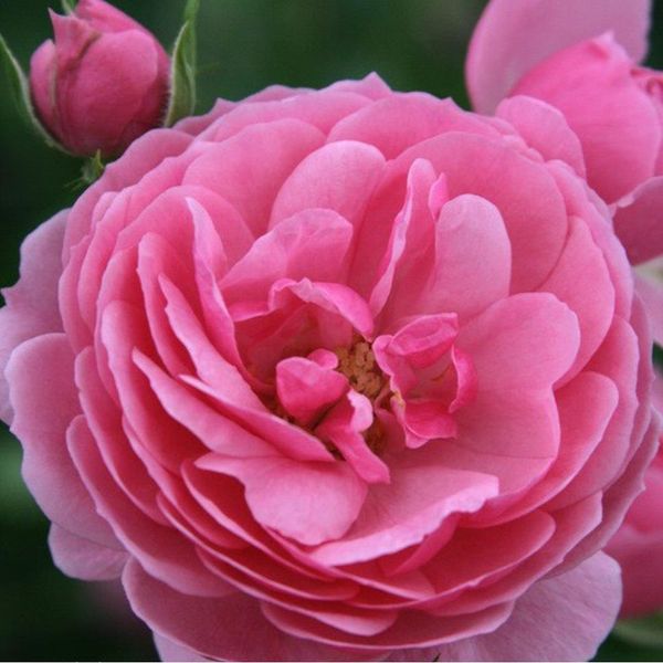 2 X Rosa - Kordes Feenrose - Rosa 'Pomponella'®-image