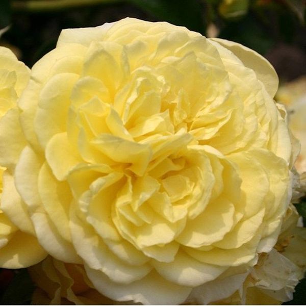 2 X Rosa - Kordes Rigo-Rose - Rosa 'Solero'®-image