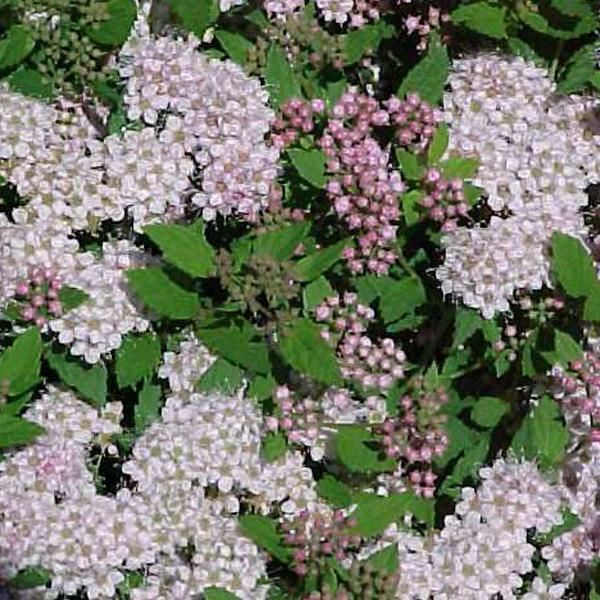 2 X Spirea Estiva - Spiraea Japonica 'Little Princess' | 20-25 Cm In Contenitore-image