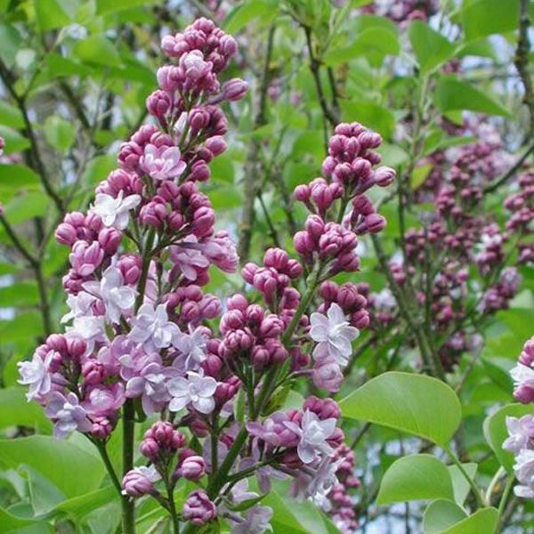 Lillà Nobile - Syringa Vulgaris 'Michel Buchner' | 40-60 Cm In Contenitore-image
