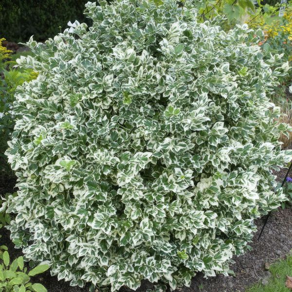 Copertura Del Terreno - Fuso Strisciante - Euonymus Fortunei 'Emerald Gaiety' - Vaso Da 9 Cm - Set Di 12 Piante-image