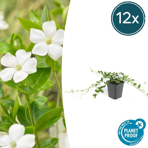 Copertura Del Terreno - Piccola Pervinca - Vinca Minor 'Alba' - Fioritura Bianca - Vaso Da 9 Cm - Set Di 12 Piante-image