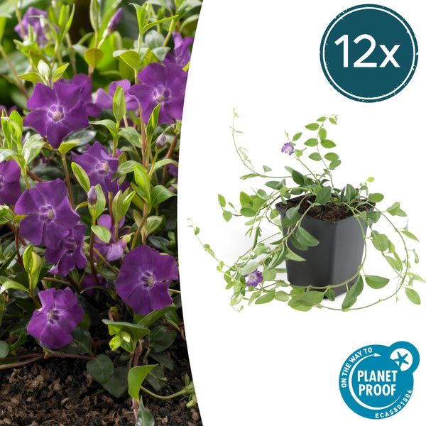 Copertura Del Terreno - Piccola Pervinca - Vinca Minor 'Atropurpurea' - Vaso Da 9 Cm - Set Di 12 Piante-image