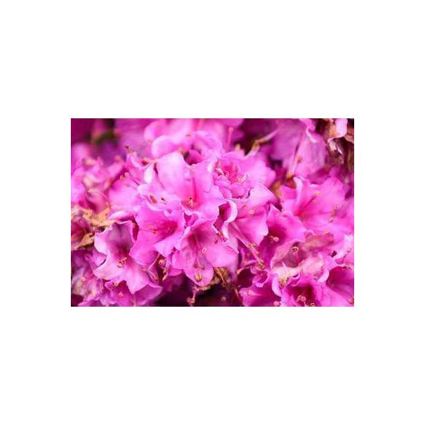 Azalea Japonica - Azalea Giapponese Lilla 60 - 80 Cm - Contenitore-image