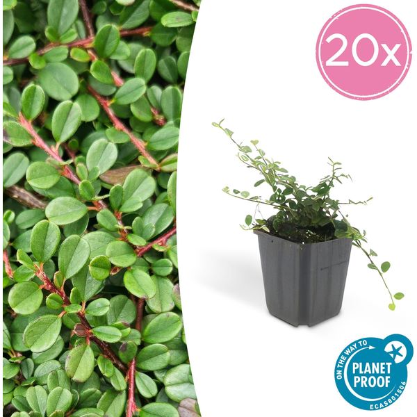 Copertura Del Terreno - Cotoneaster 'Streib's Findling' - Vaso Da 9 Cm - Set Di 20 Piante-image