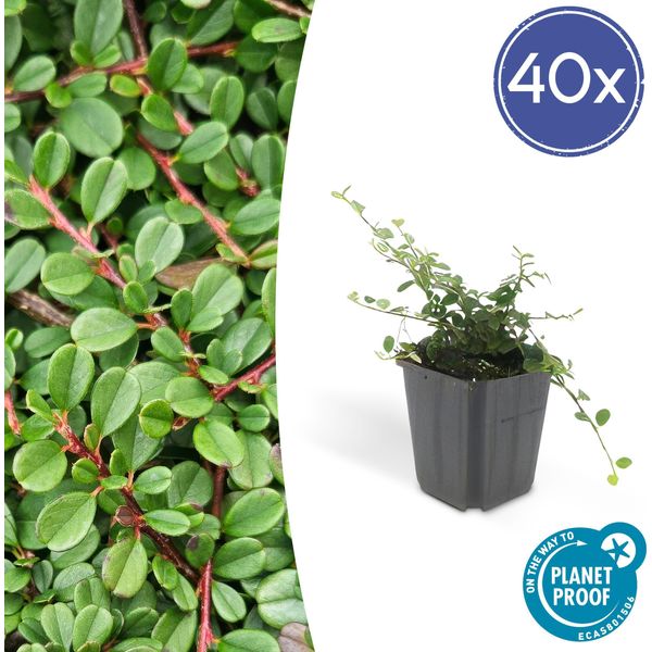 Copertura Del Terreno - Cotoneaster 'Streib's Findling' - Vaso Da 9 Cm - Set Di 40 Piante-image