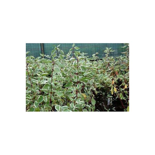 10 X Cornus Alba 'Elegantissima' - Corniolo 40- 60 Cm Radice Nuda-image