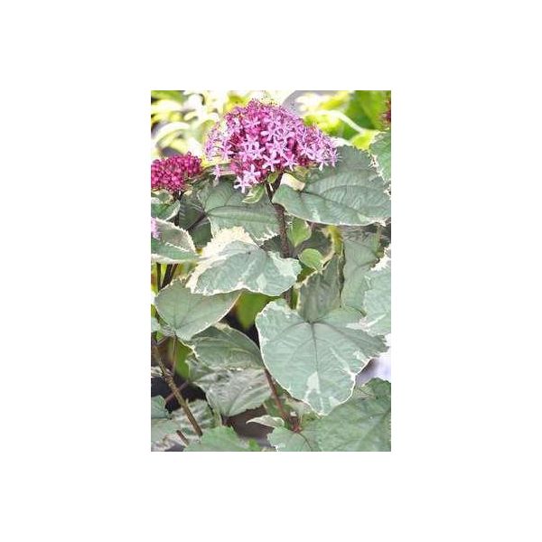Clerodendrum Bungei 'Pink Diamond'® - Clerodendrum Bungei Pink Diamond 40- Contenitore Da 50 Cm-image