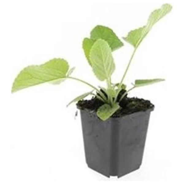 Copertura Del Terreno - Erba Di Fuoco Di Russell - Phlomis Russeliana - Vaso Da 9 Cm - Set Di 60 Piante-image