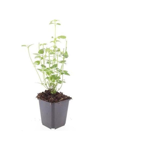 Perenne Ornamentale - Ortica Profumata - Agastache Rugosa 'Black Adder' - Vaso Da 9 Cm - Set Di 40 Piante-image