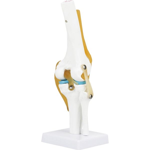 Modello Di Articolazione Del Ginocchio, Modello Di Articolazione Del Ginocchio Umano, Modello Di Articolazione Del Ginocchio A Grandezza Naturale, Modello Di Anatomia Dell'articolazione Del Ginocchio, Modello Di Anatomia Dell'articolazione Del Ginocchio-image