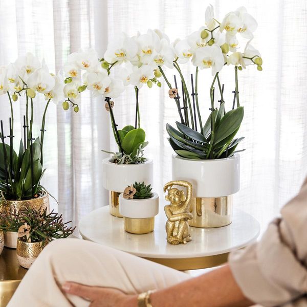 Kolibri Orchidee Bianche Phalaenopsis Orchidea Amabilis + Vaso Elite Oro Dimensioni 9Cm 35Cm Altezza Pianta Da Appartamento Fiorita-image