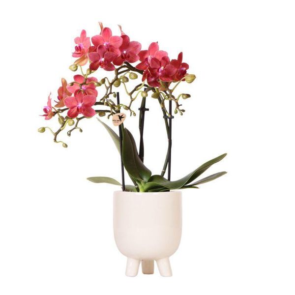 Kolibri Orchidee Red Phalaenopsis Orchidea Congo + Vaso In Gomma Travertino Dimensioni 9Cm 40Cm Altezza Pianta Da Appartamento Fiorita-image