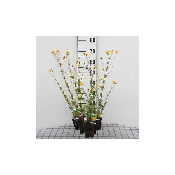 6 X Coreopsis Vert. 'Zagreb' - Occhio Di Ragazza - Vaso 9 X 9 Cm-image