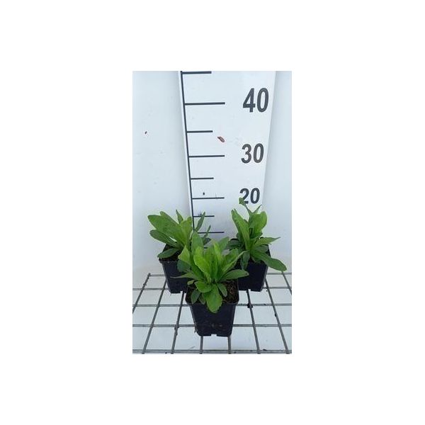 6 X Digitalis Ferr. 'Yellow Herald' - Polvere Di Volpe - Vaso 9 X 9 Cm-image