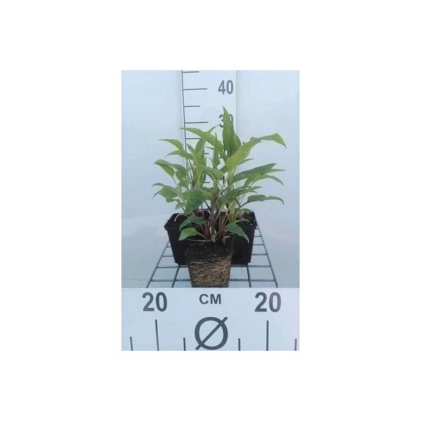 6 X Echinacea Purp. 'Doubledecker' - Sonnenhut - Topf 9 X 9 Cm-image