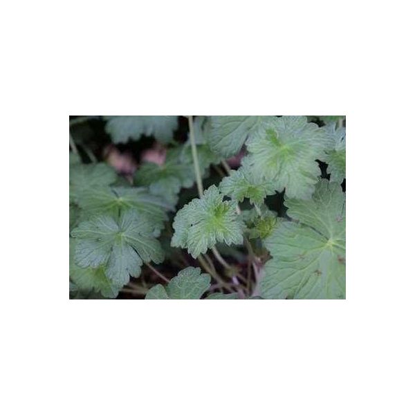 6 X Geranium Hybr. 'Dreamland'® - Cranesbill - Vaso 9 X 9 Cm-image