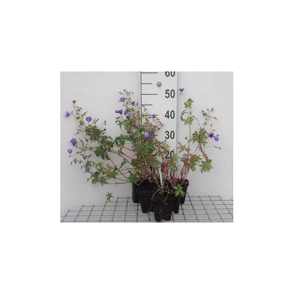 6 X Geranium Hybr. 'Brookside' - Cranesbill - Vaso 9 X 9 Cm-image