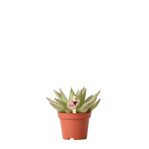 Kolibri Greens Pianta Verde Succulenta Echeveria Miranda Dimensione Vaso 6Cm Pianta Verde Da Appartamento Fresca Di Vivaio-image
