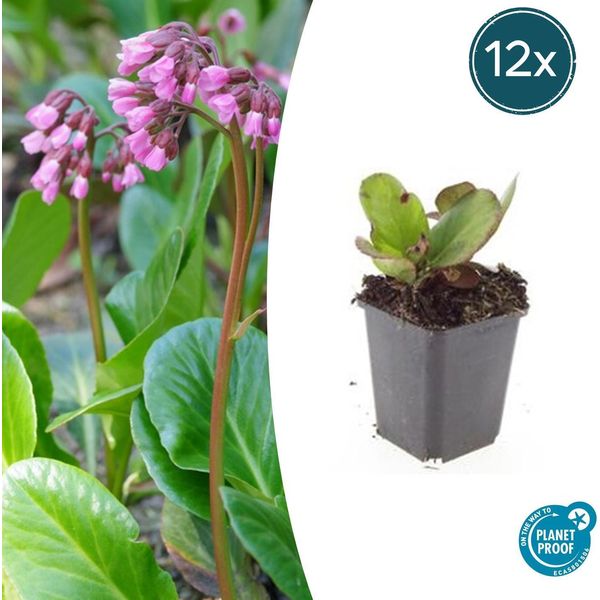 Tappezzante - Perenne - Bergenia - Bergenia Cordifolia 'HerbstblüTe' - Vaso Da 9 Cm - Set Di 12 Piante-image
