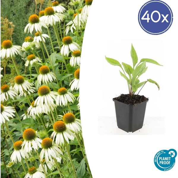 Pianta Perenne Ornamentale - Echinacea Purpurea 'White Swan' - Vaso Da 9 Cm - Set Di 40 Piante-image
