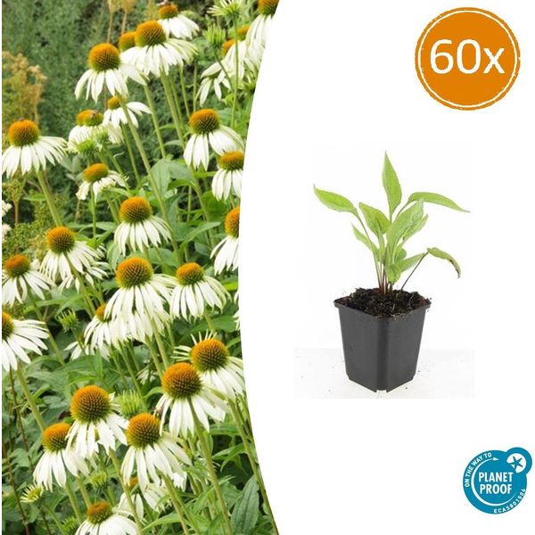 Pianta Perenne Ornamentale - Echinacea Purpurea 'White Swan' - Vaso Da 9 Cm - Set Di 60 Piante-image