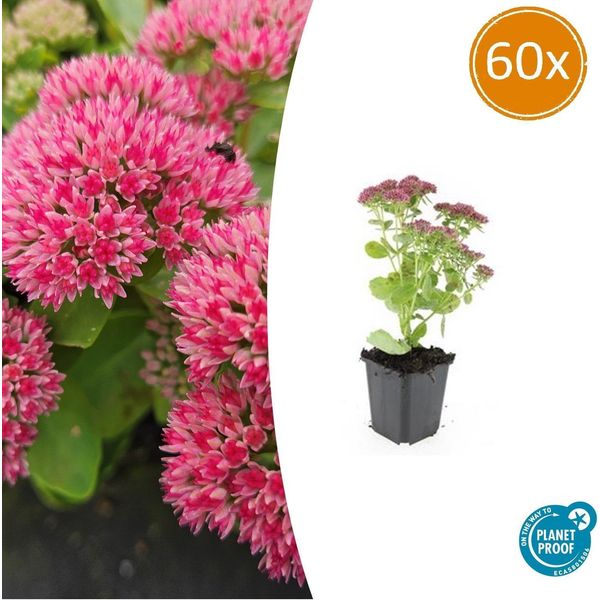 Fette Henne - Sedum Telephium 'Herbstfreude' - Perenne Di Facile Manutenzione - Vaso Da 9 Cm - Set Di 60 Piante-image