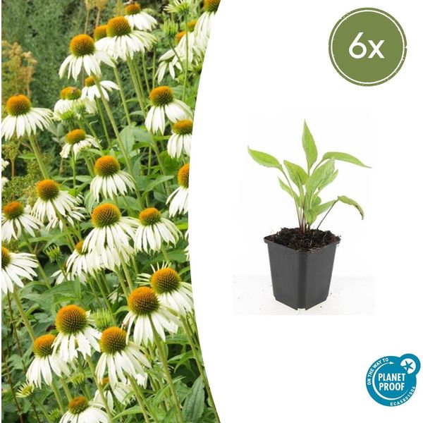 Pianta Ornamentale Perenne - Echinacea Purpurea 'White Swan' - Vaso Da 9 Cm - Set Di 6 Piante-image