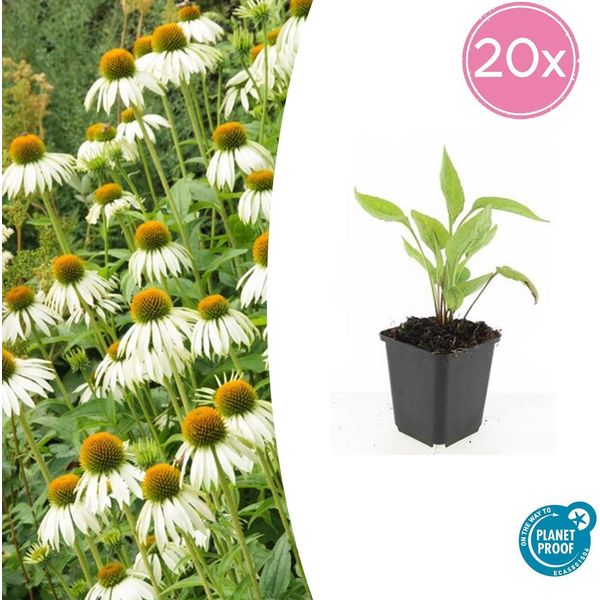 Pianta Ornamentale Perenne - Echinacea Purpurea 'White Swan' - Vaso Da 9 Cm - Set Di 20 Piante-image