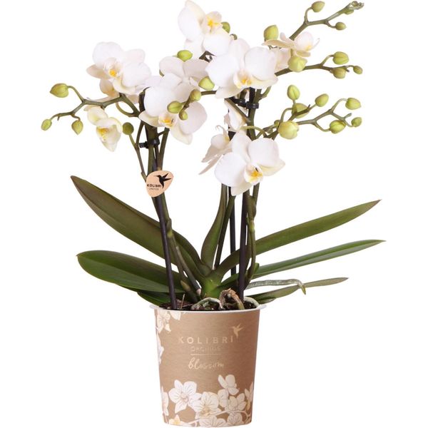 Orchidee Kolibri | Orchidea Phalaenopsis Bianca In Vaso Ø9Cm | Zurigo | Pianta Da Appartamento In Fiore - Fresca Di Coltivazione-image