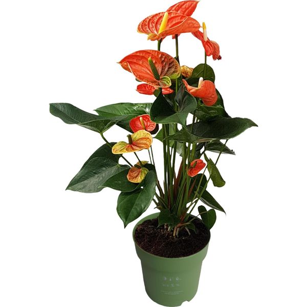 Anturio - Anthurium 'Madural Orange' - Altezza 55-70Cm - ø17Cm-image