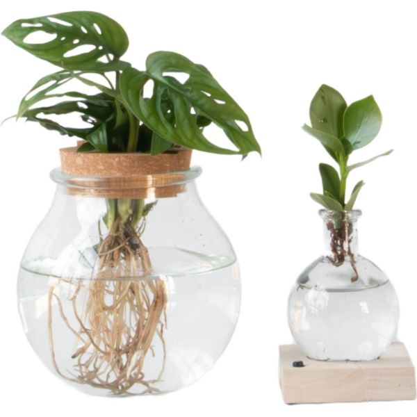 Mix Di Piante In Vetro - Set Di 2 - Clusia, Monstera - Altezza 15-35Cm - ⌀20Cm-image