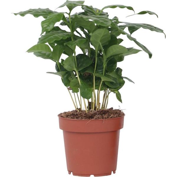 Pianta Del Caffè - Coffea Arabica - Altezza 25-40Cm - ⌀12Cm-image