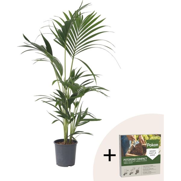 Kentia - Howea Forsteriana - Altezza 90-100Cm - ⌀18Cm-image