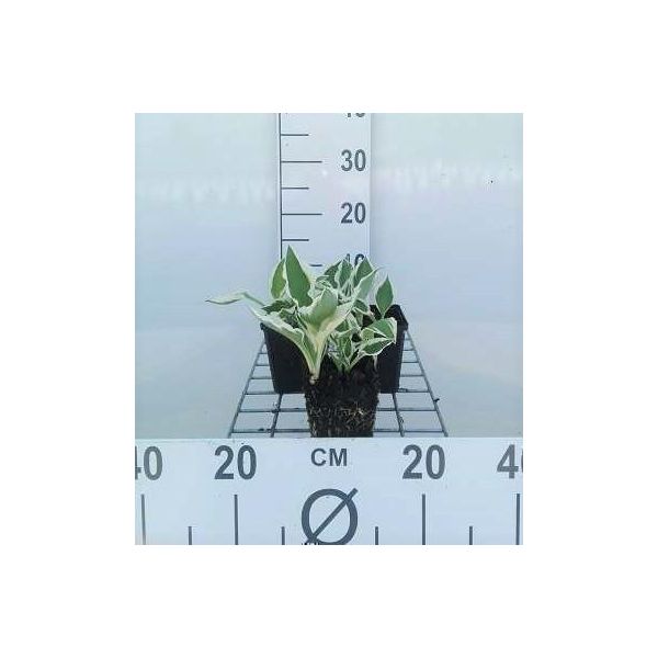 6 X Hosta Hybr. 'Patriot' - Hosta - Vaso 9 X 9 Cm X 9 Cm-image