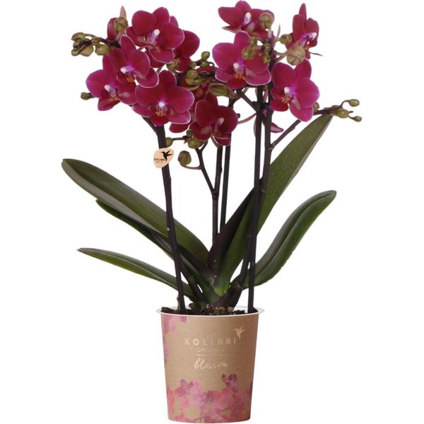 Orchidee Kolibri | Orchidea Phalaenopsis Viola In Vaso Ø9Cm | Chamonix | Pianta Da Appartamento Fiorita - Fresca Di Coltivazione-image