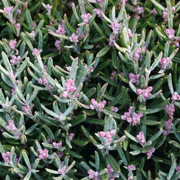 2 X Erica Rosmarinacea - Andromeda Polifolia 'Blue Ice' | 15-20 Cm In Vaso-image