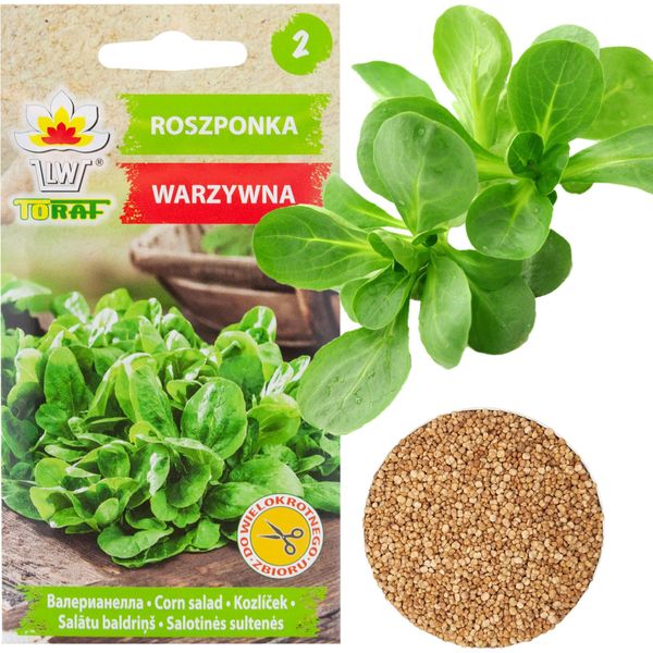 Lattuga Di Agnello Semi Vegetali Lattuga Ricca Di Vitamine 1G-image