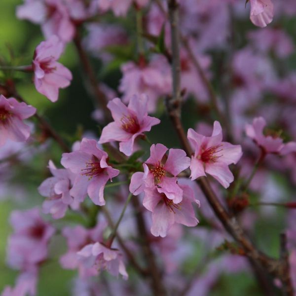 Ciliegio Delle Curili - Prunus Nipponica 'Ruby' | 60-80 Cm In Contenitore-image
