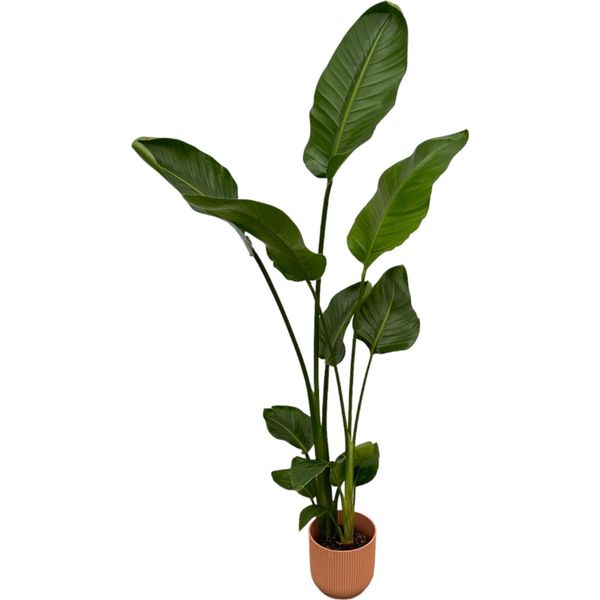 Strelitzia Nicolai Inclusief Elho Vibes Fold Round Roze - 100 Cm - Ø18-image