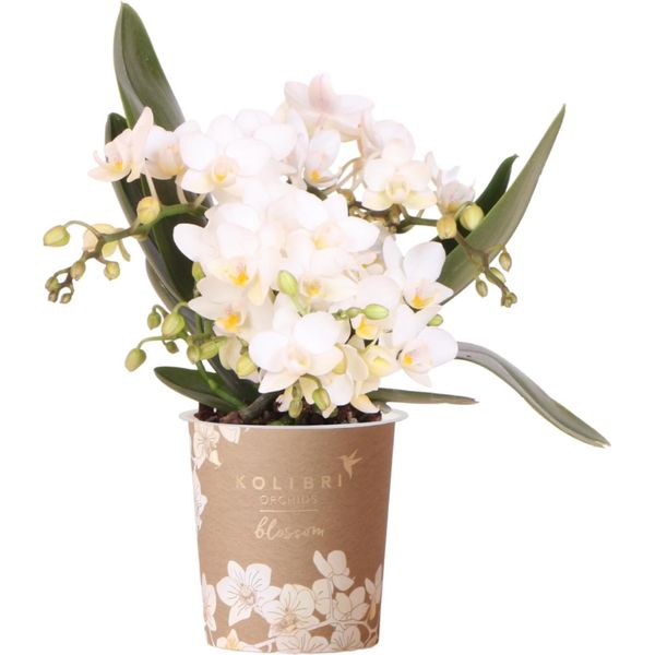Orchidee Kolibri Orchidea Phalaenopsis Bianca - Nazaré - Dimensione Vaso 9Cm-image